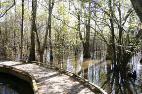 Boardwalk in Cypress Swamp